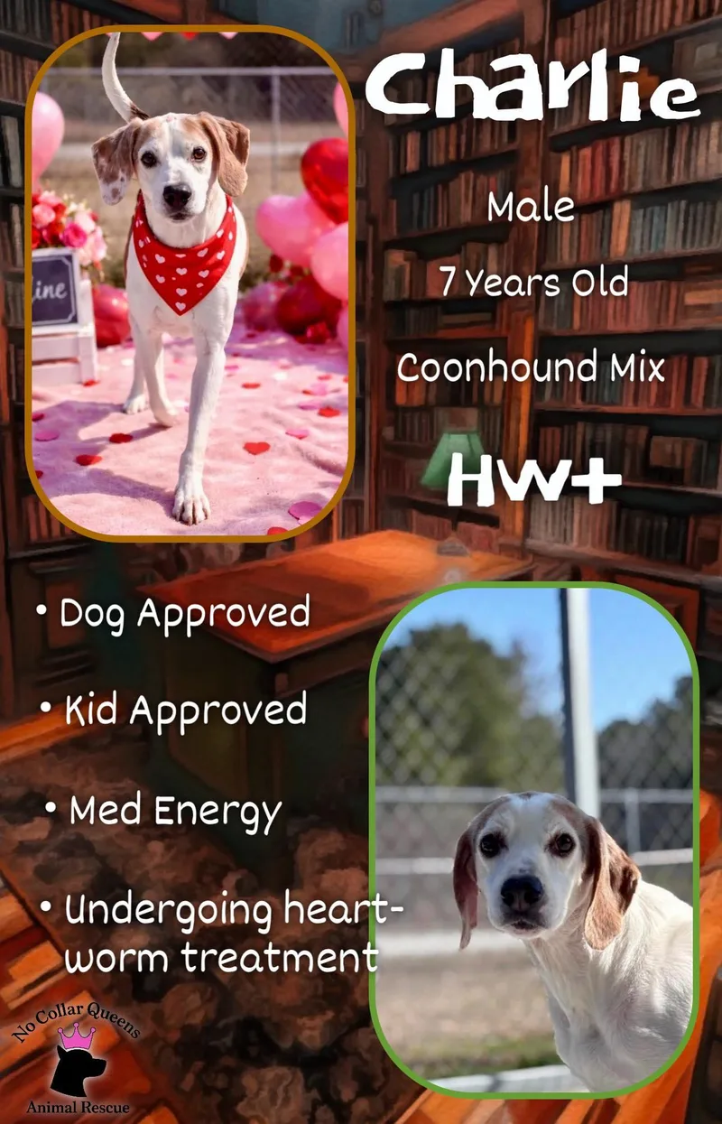 Charlie thumbnail 2