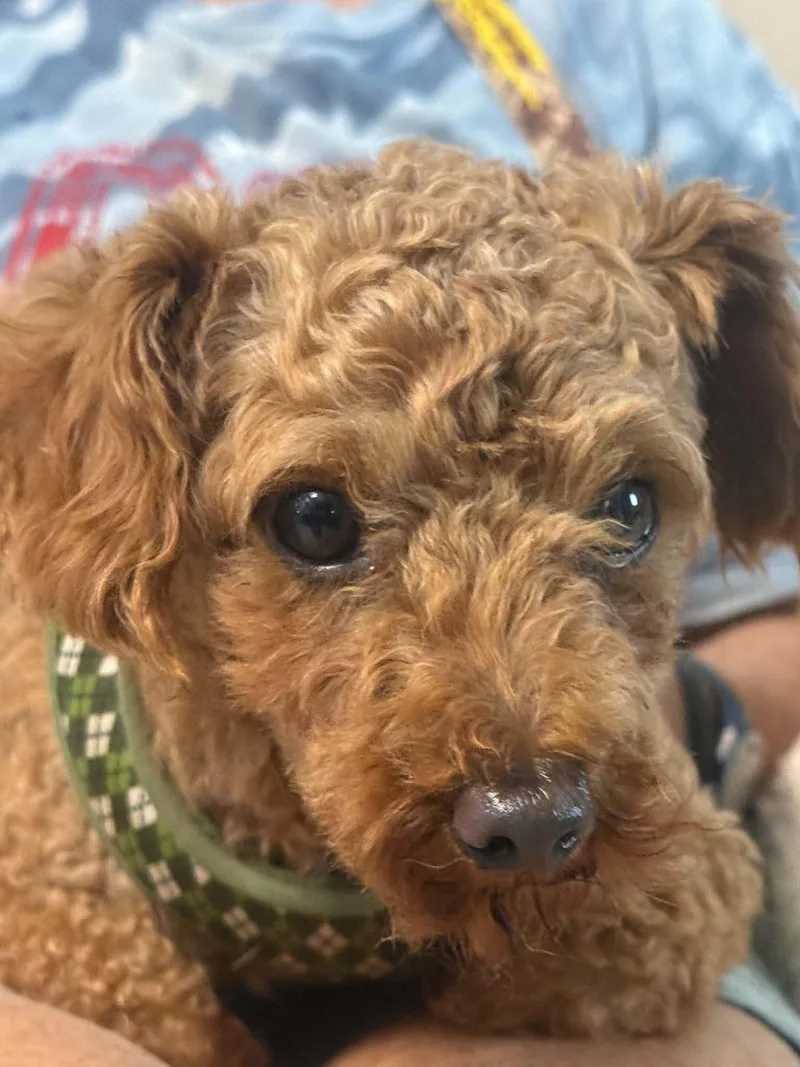 An adult small-sized male Miniature Poodle dog named Joe for adoption in Hop Bottom, PA