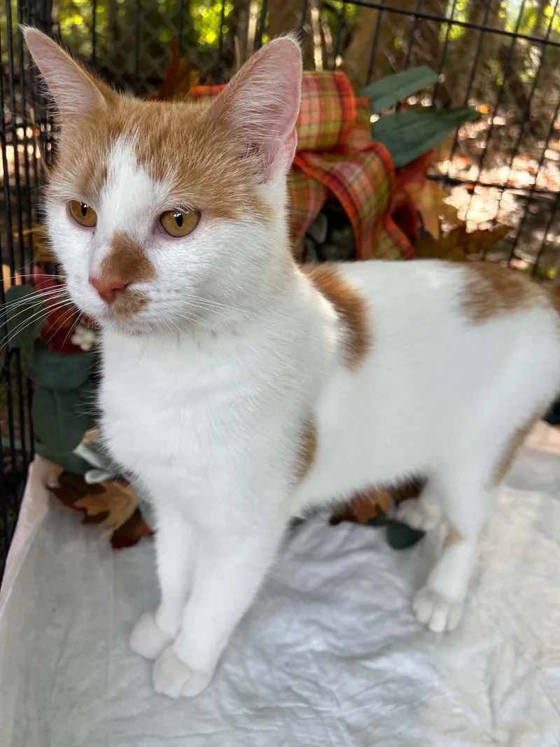 A young medium-sized female Domestic Short Hair cat named Autumn for adoption in Beckley, WV