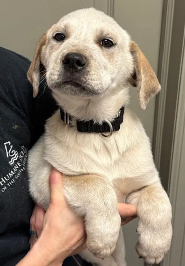 A baby large-sized male Anatolian Shepherd dog named Sausage for adoption in Littleton, CO