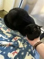 A young medium-sized female Domestic Short Hair cat named Satin for adoption in Denton, TX