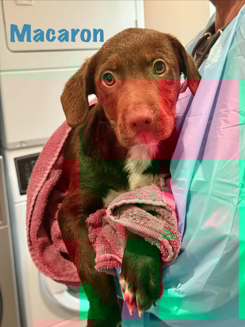 A baby medium-sized male Mixed Breed dog named Macaron for adoption in Rock Hill, NY