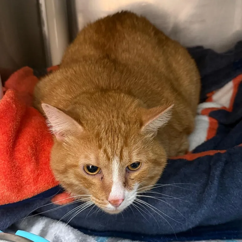 An adult extra large-sized male Orange / Red Domestic Short Hair cat named Muffin for adoption in Troy, VA