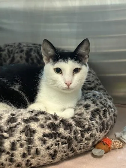 A baby large-sized male Domestic Short Hair cat named Duke for adoption in Fresno, CA