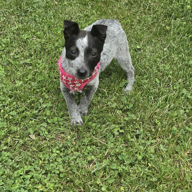 A baby small-sized female Australian Cattle Dog / Blue Heeler dog named Roxann for adoption in Lacona, NY