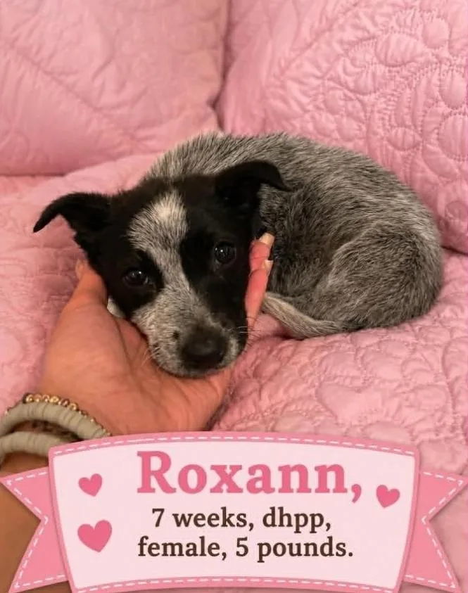 Roxann thumbnail 4