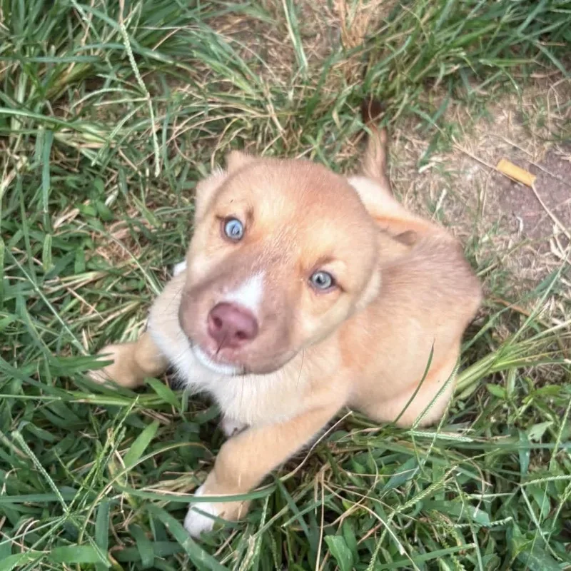 Ginger thumbnail 3