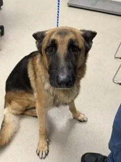 Rex