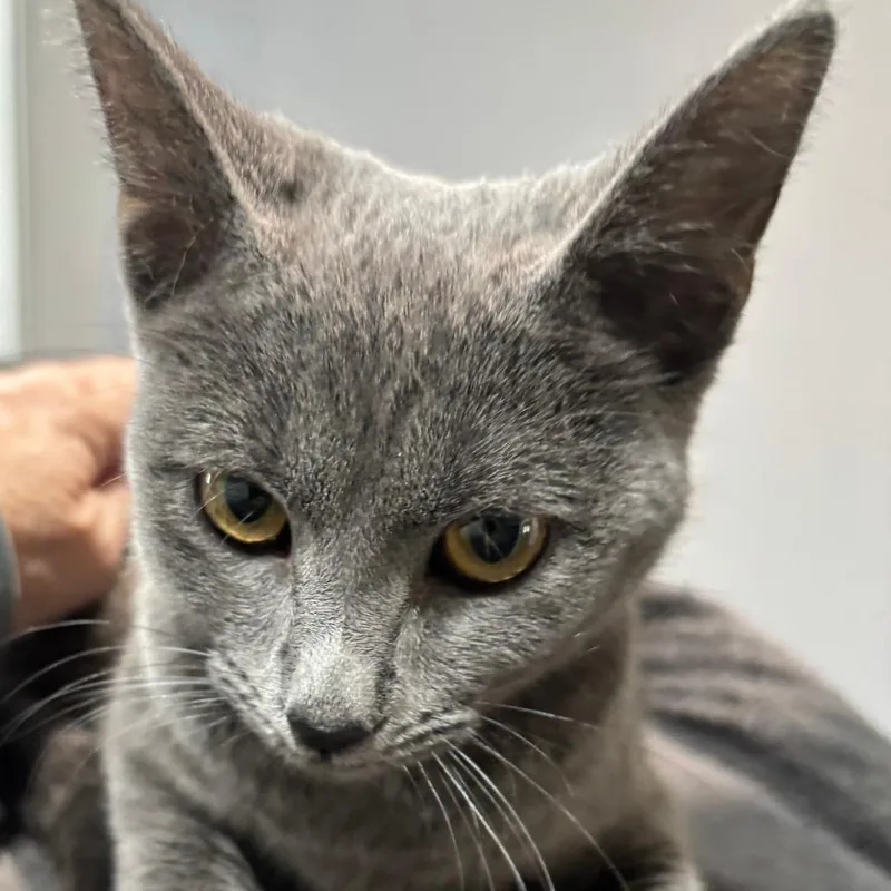 A young small-sized female Gray / Blue / Silver Domestic Short Hair cat named Myst for adoption in Shelbyville, IN