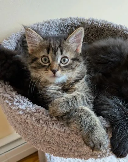 A young small-sized male Domestic Short Hair cat named Hank The Tank for adoption in Lowell, MA