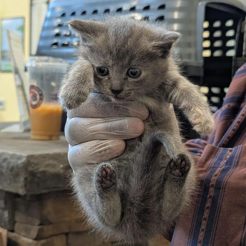 A baby small-sized female Domestic Short Hair cat named Truvy Jones for adoption in Lynchburg, VA