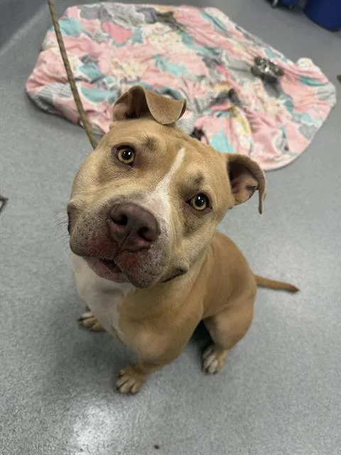 An adult medium-sized male Pit Bull Terrier dog named Mark for adoption in Indianapolis, IN