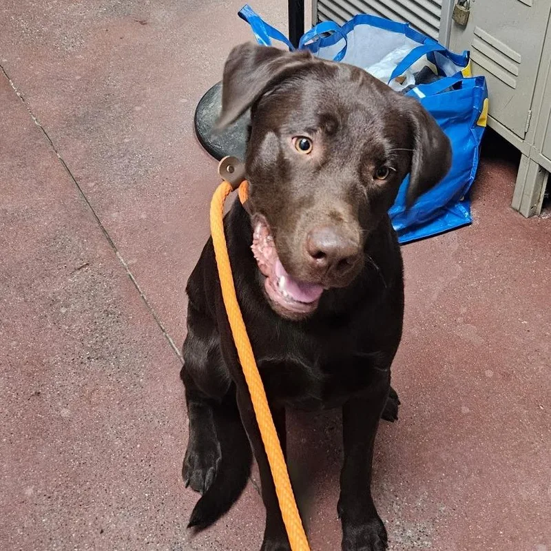 An adult medium-sized male Brown / Chocolate Mixed Breed dog named Otis for adoption in Spokane, WA