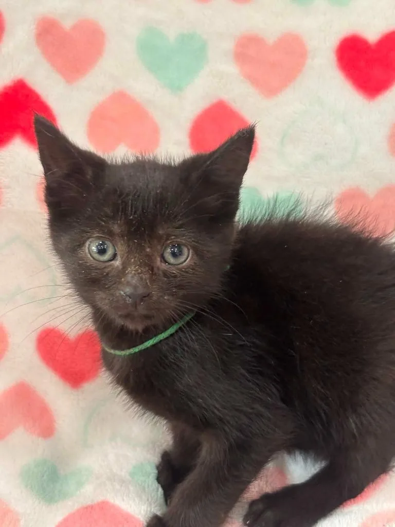 A baby small-sized female Domestic Short Hair cat named Jacie for adoption in Warrenton, NC