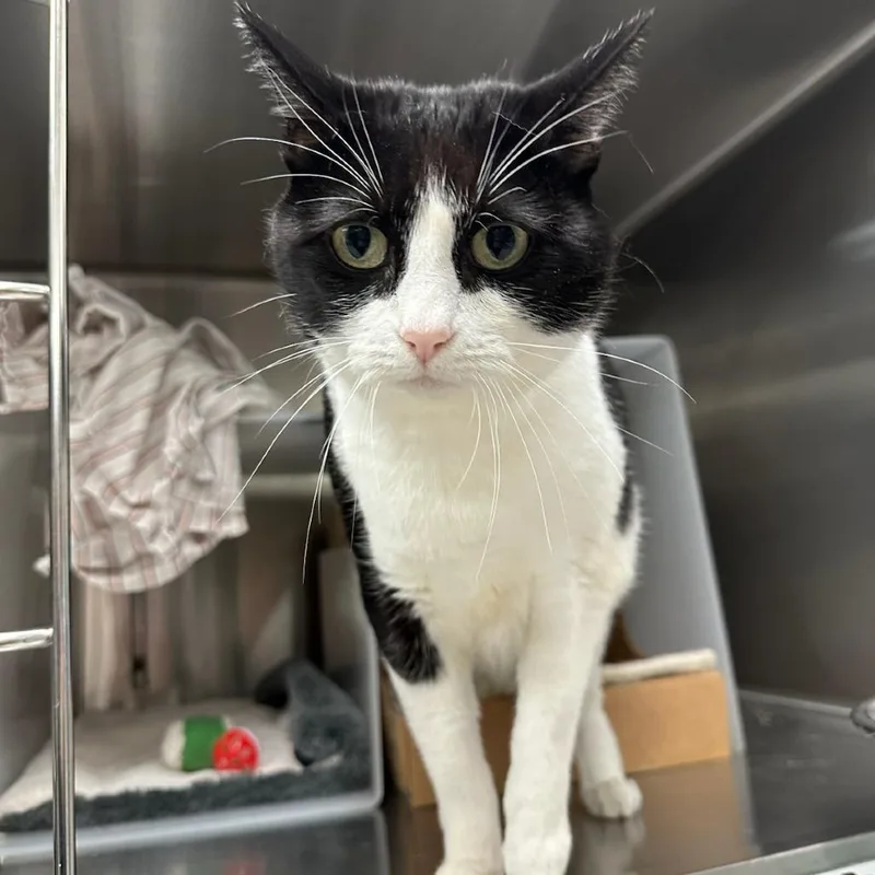An adult large-sized female White Domestic Short Hair cat named Trixie for adoption in Santa Barbara, CA