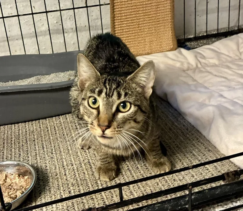 A baby medium-sized female Tabby (Brown / Chocolate) Domestic Short Hair cat named Kira for adoption in River Edge, NJ