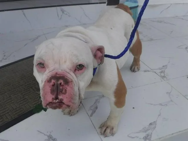 A young medium-sized female English Bulldog dog named Chloe for adoption in Miami, FL