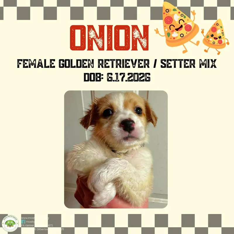 Onion thumbnail 5