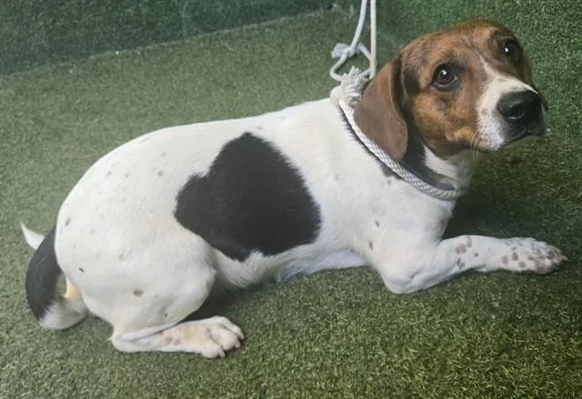 A young small-sized male Beagle dog named Toby for adoption in Lancaster, CA