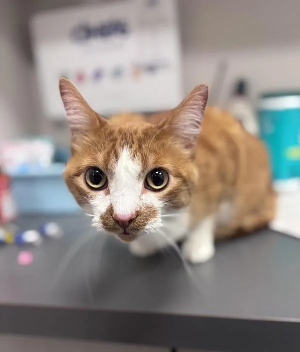 Leo  Bonded With thumbnail 2