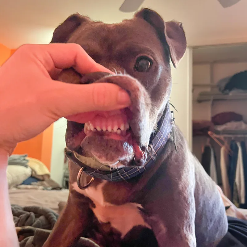 An adult large-sized female Gray / Blue / Silver American Staffordshire Terrier dog named Miley for adoption in Marina del Rey, CA