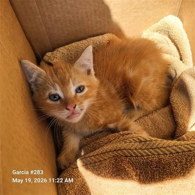 A baby small-sized male Domestic Short Hair cat named Weston for adoption in San Antonio, TX