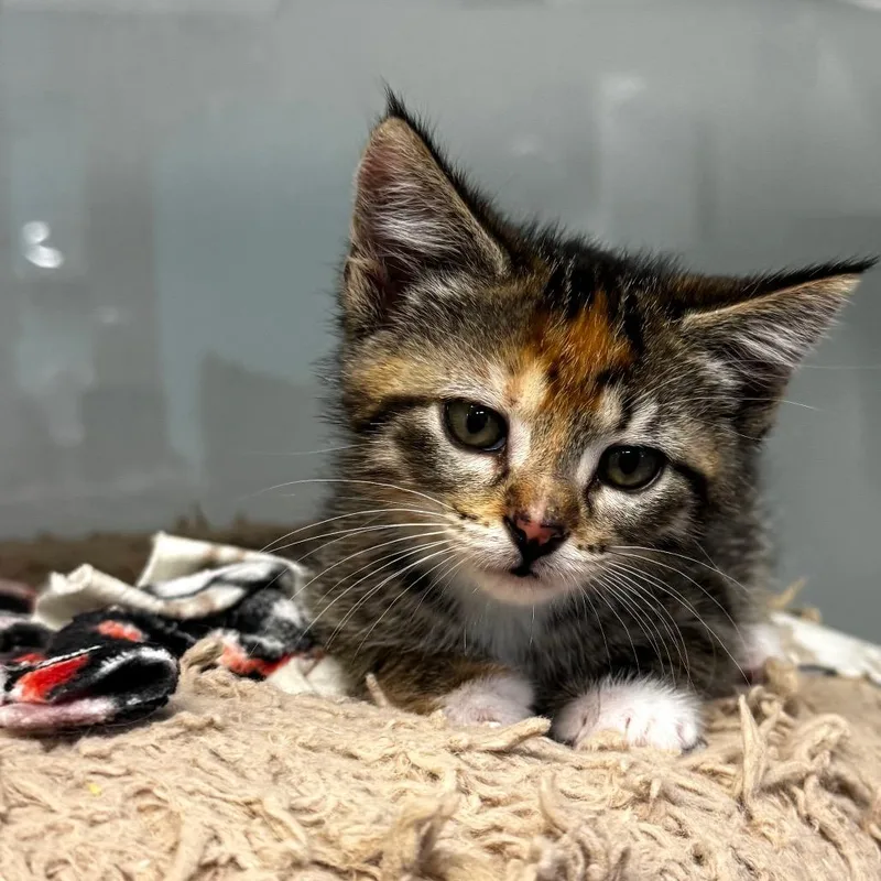 A baby small-sized female Brown / Chocolate Domestic Short Hair cat named Mikasa for adoption in Wheeling, IL