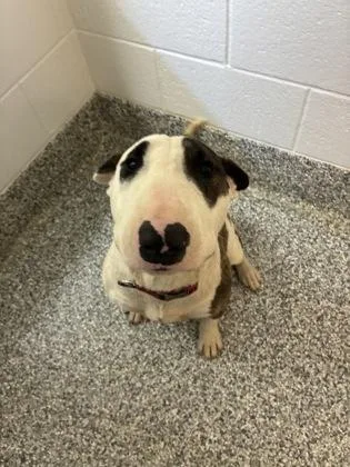 An adult medium-sized male American Staffordshire Terrier dog named Eeyore for adoption in Barnesville, GA