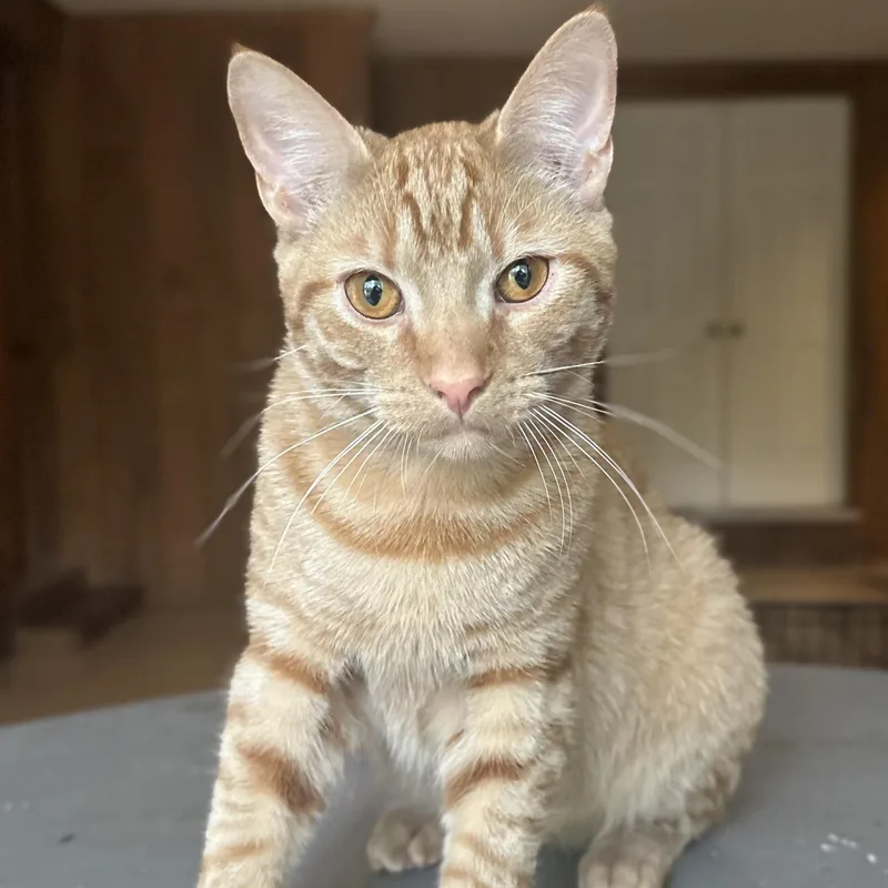 A young large-sized male Tabby (Orange / Red) Domestic Short Hair cat named Timothy for adoption in Clinton, NC