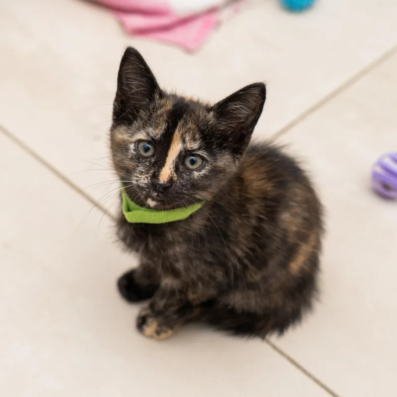 A baby small-sized female Tortoiseshell Domestic Short Hair cat named Hannah for adoption in New York, NY