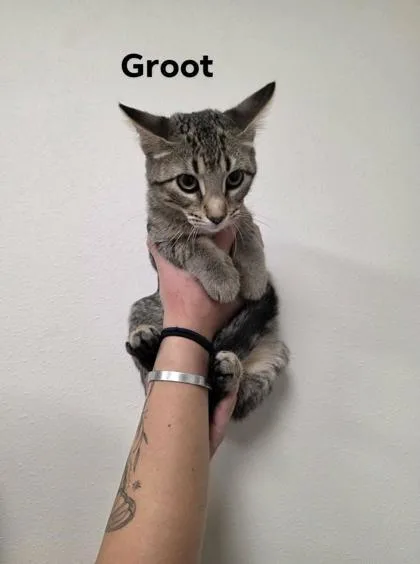 A baby medium-sized female Domestic Short Hair cat named Groot for adoption in Aberdeen, SD