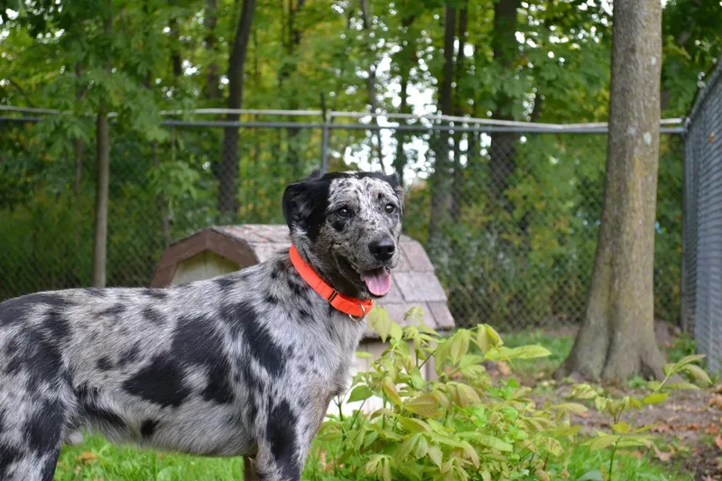 A young medium-sized male Australian Shepherd dog named Jiffy Pop for adoption in Chardon, OH