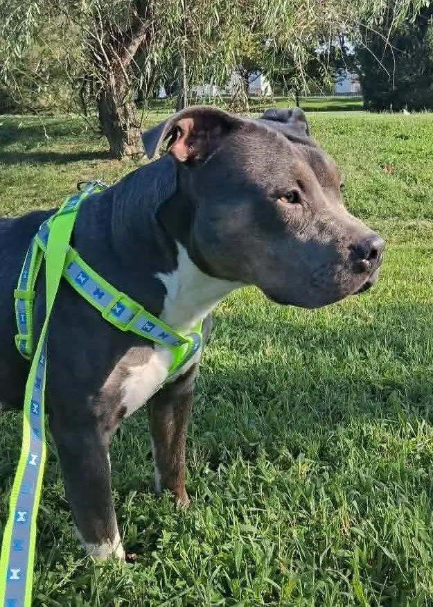 A young medium-sized female Pit Bull Terrier dog named Maizie for adoption in Rockville, MD