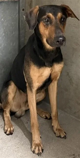 A young large-sized male Doberman Pinscher dog named Sebastian for adoption in San Bernardino, CA