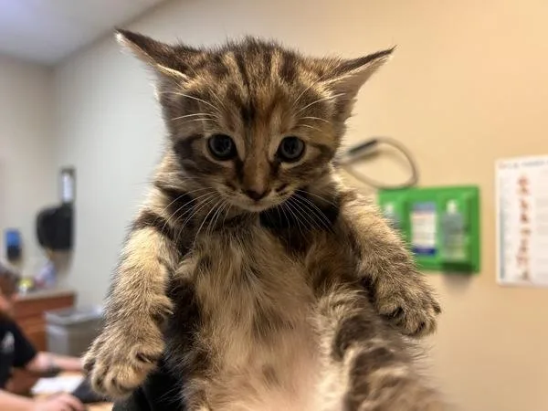 A baby medium-sized female Domestic Long Hair cat named Bowl for adoption in Oceanside, CA