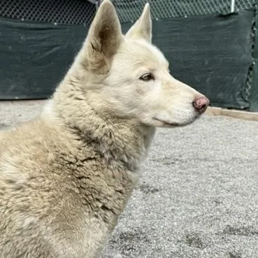 Sheba