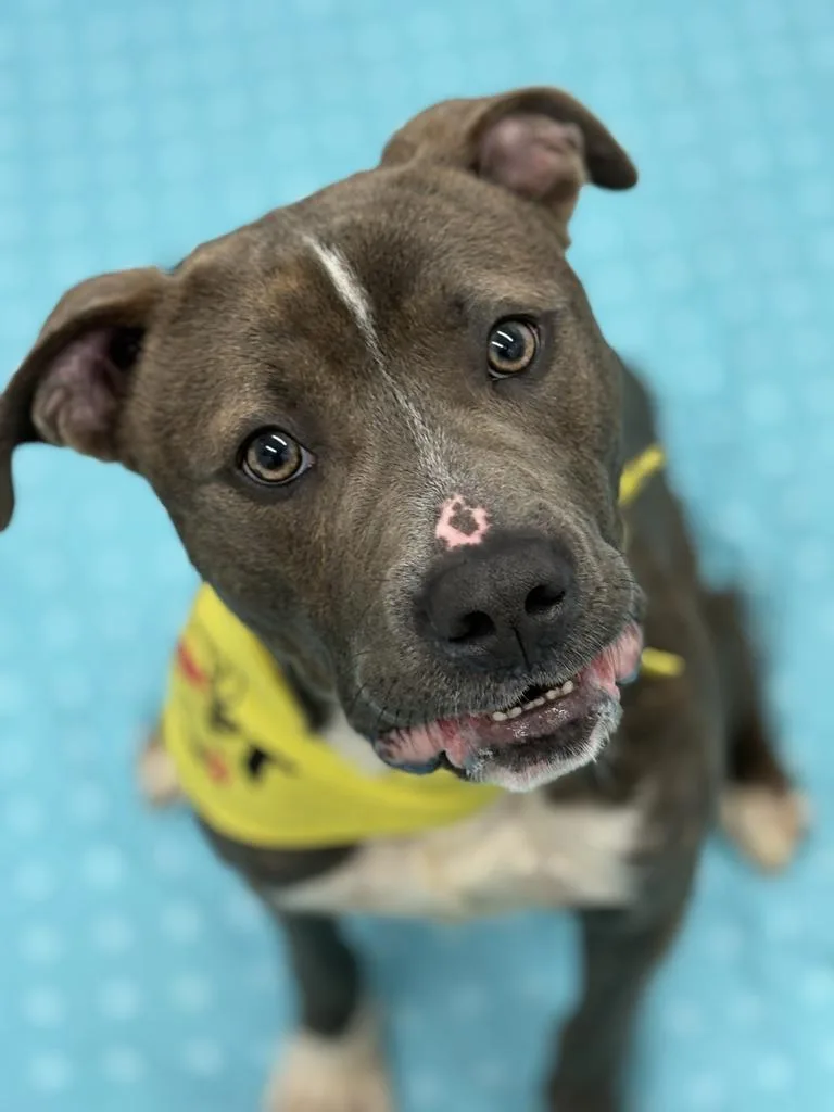 An adult medium-sized male Mixed Breed dog named Babe Ruth for adoption in Detroit, MI