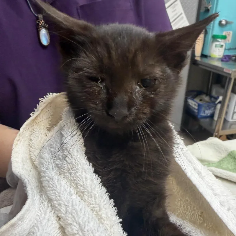 A baby small-sized male Black Domestic Short Hair cat named Stefan for adoption in Newark, NJ