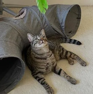 An adult medium-sized male Brown / Chocolate Domestic Short Hair cat named Billy for adoption in San Francisco, CA