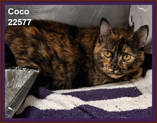 Coco