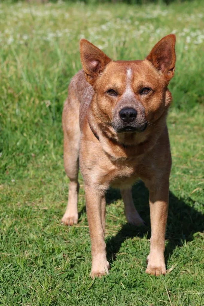 An adult medium-sized male Mixed Breed dog named Franky for adoption in Columbia, TN