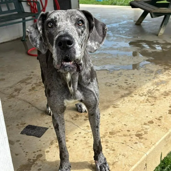 An adult large-sized female Merle (Blue) Great Dane dog named Kiera for adoption in Bardstown, KY