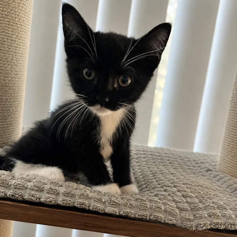 A baby small-sized female Black Domestic Short Hair cat named Pedal for adoption in Tustin, CA
