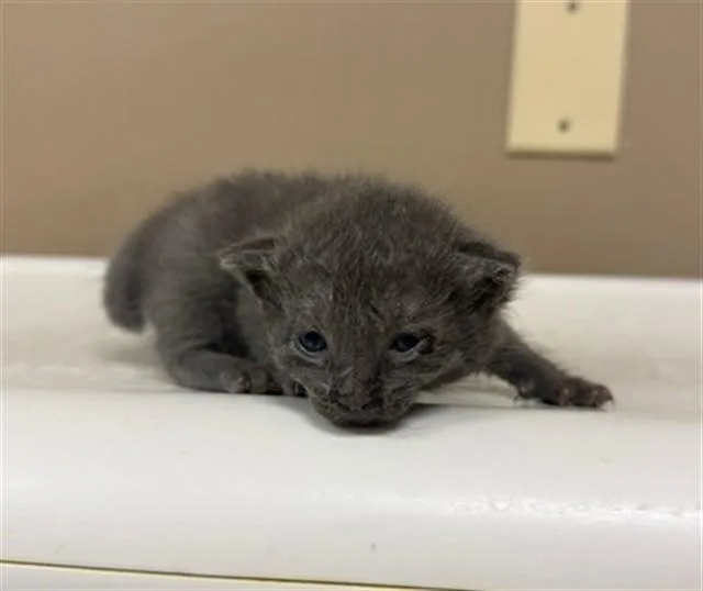 A baby small-sized female Domestic Short Hair cat named Wiggles for adoption in Conroe, TX