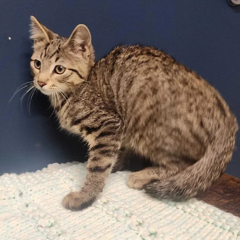 A baby small-sized male Domestic Short Hair cat named Heb for adoption in Davenport, IA