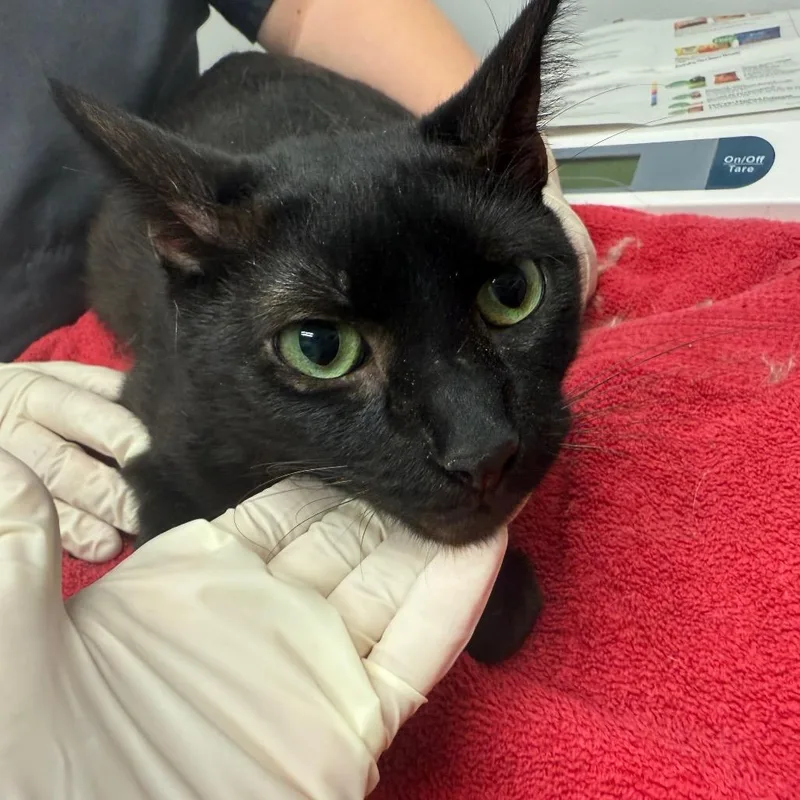 Khadijah thumbnail 2