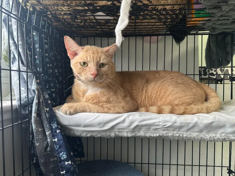 An adult large-sized male Domestic Short Hair cat named Roscoe for adoption in Labelle, FL