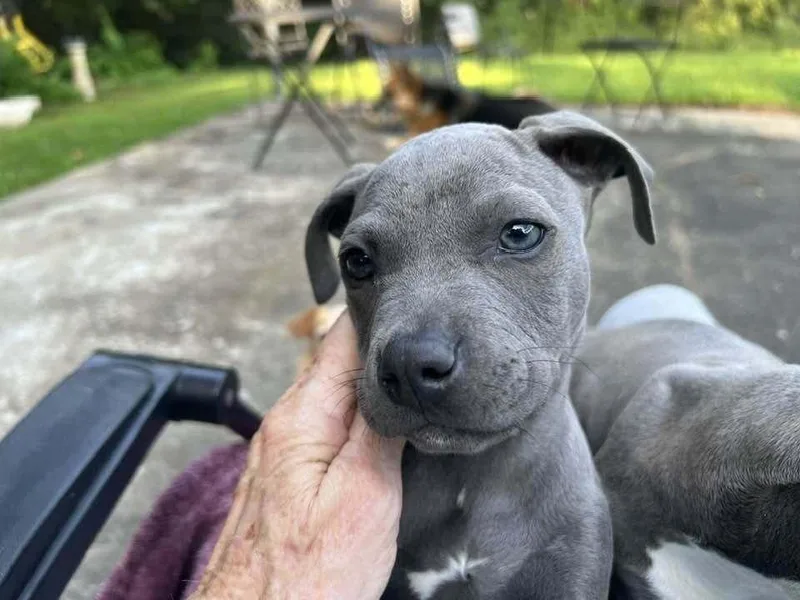 A baby large-sized male Gray / Blue / Silver American Bulldog dog named Rocky for adoption in Troy, AL