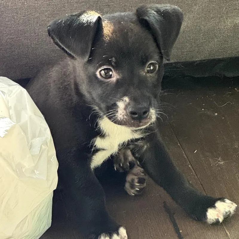 A baby medium-sized female Black Mixed Breed dog named Raya for adoption in San Francisco, CA