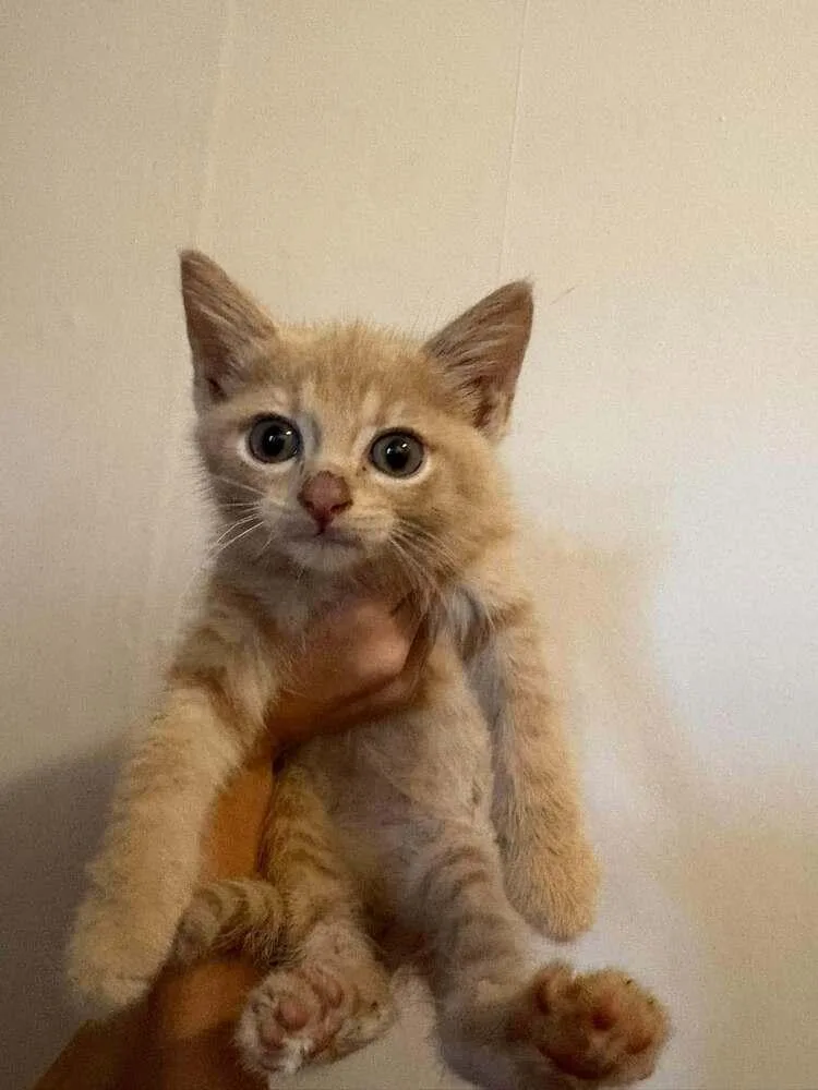 A baby small-sized male Domestic Short Hair cat named Jackolantern Timothy Cu. for adoption in Peoria, IL